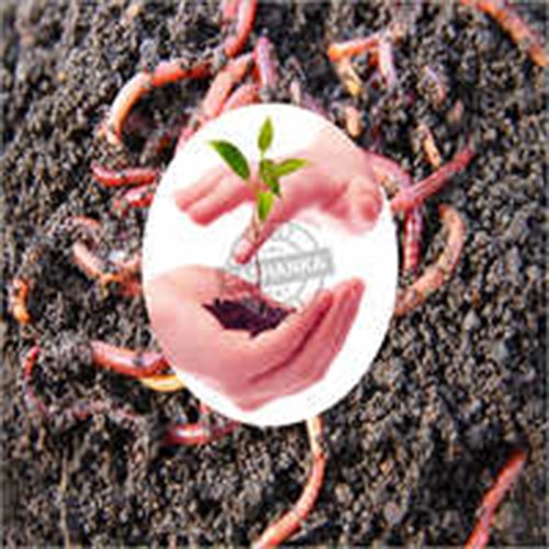 Organic Fertilizer