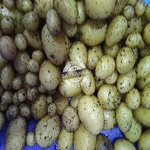 Tissue Culture Vegetable Seeds