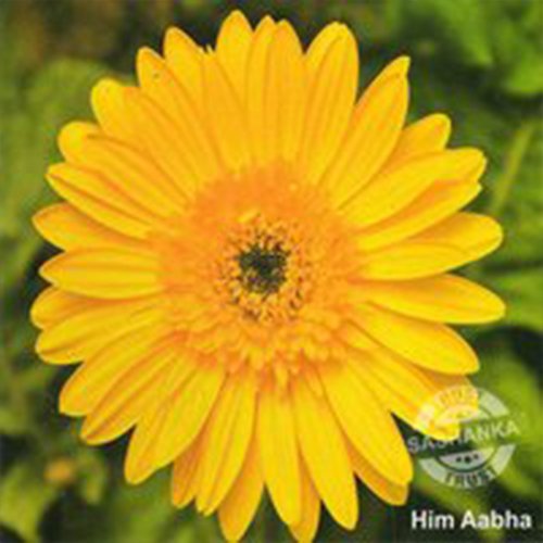 Tissue Culture Flower Plants