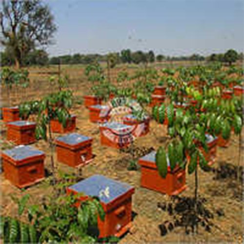 Bee Box