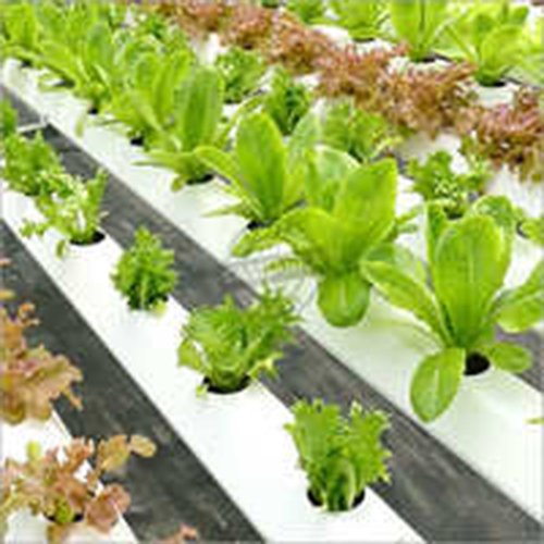 Hydroponic System