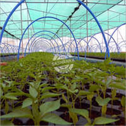 Tunnel Seedling Nursery