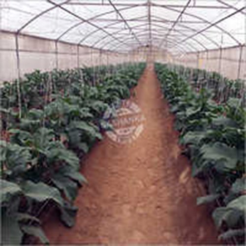 Walk In Poly Tunnel
