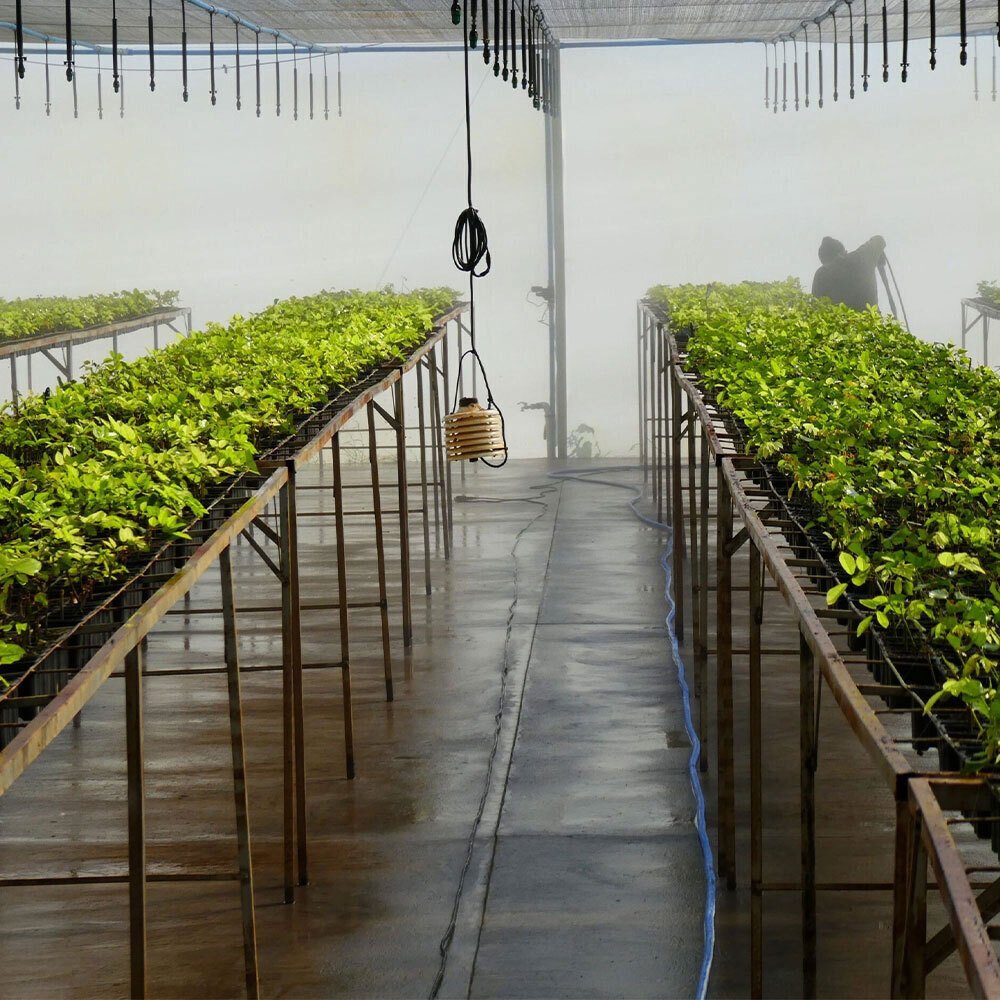 Mist Chamber