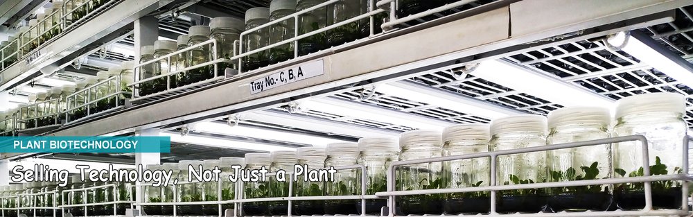 Tissue Culture Vegetable Seeds Banner